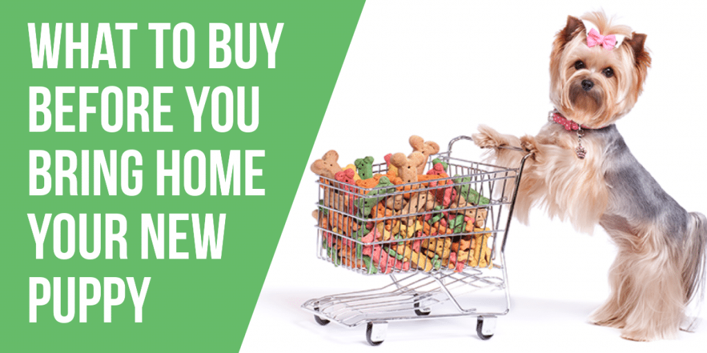 What To Buy Before Bringing Home Your New Puppy