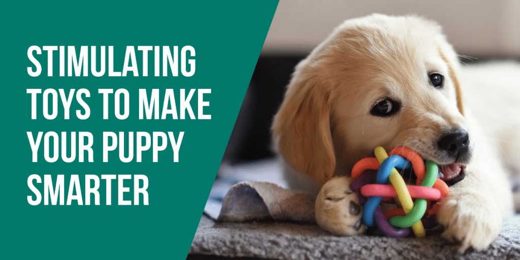 Stimulating Toys To Make Your Puppy Smarter